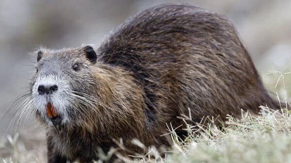 Sesto - NUTRIE: STERILIZZAZIONI, NON ABBATTIMENTI