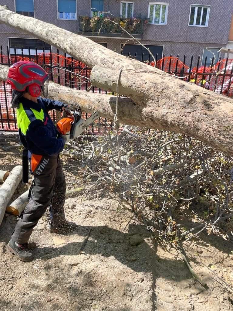 Sesto - LA PROTEZIONE CIVILE HA RIMOSSO GLI ALBERI CADUTI