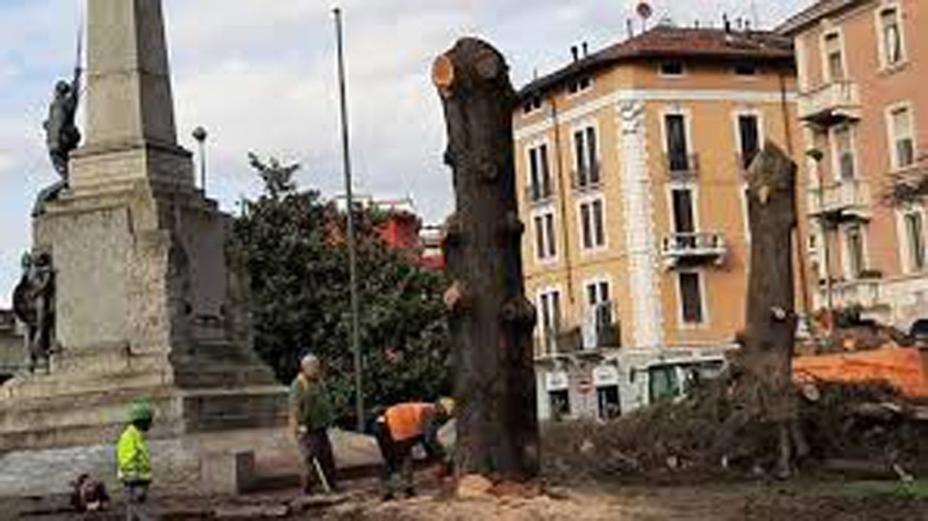 Pd e Giovani Sestesi chiedono spiegazioni per l'abbattimento dei cedri