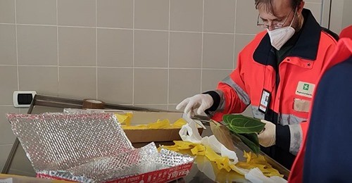 Malpensa. Servizio fitosanitario: 6.500 test all’anno su vegetali extra-Ue