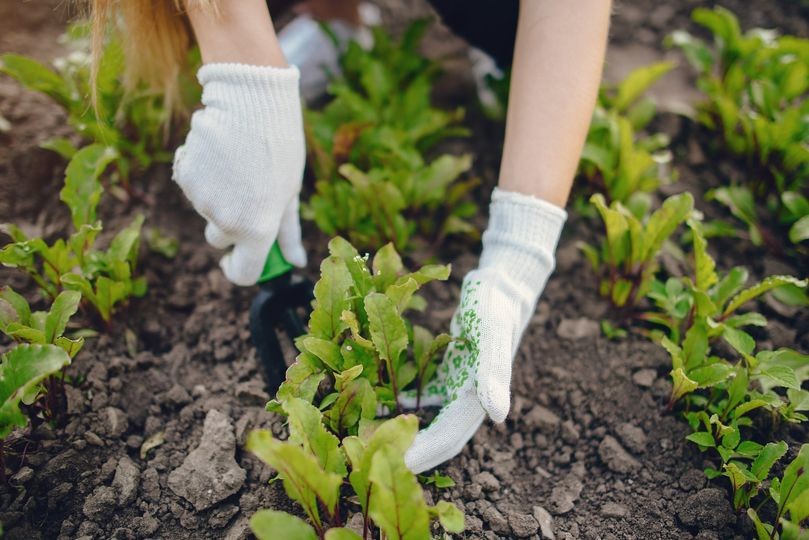 Sesto - Ti piacerebbe coltivare un orto in città?