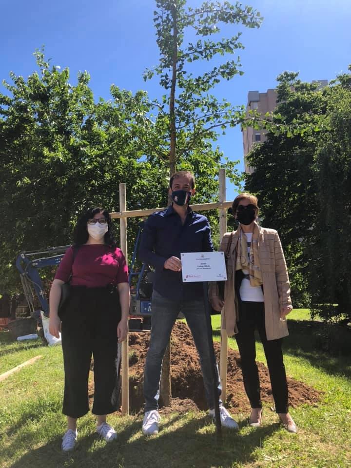Sesto - SANGALLI DONA UN ALBERO AL COMUNE