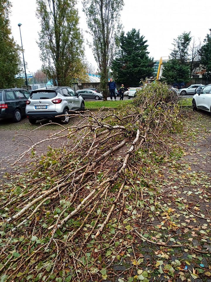 Sesto - Albero abbattuto dalle intemperie