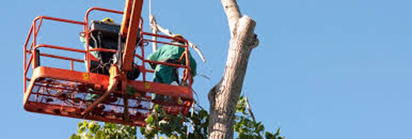 Sesto - riprendono i lavori di potatura degli alberi in Città