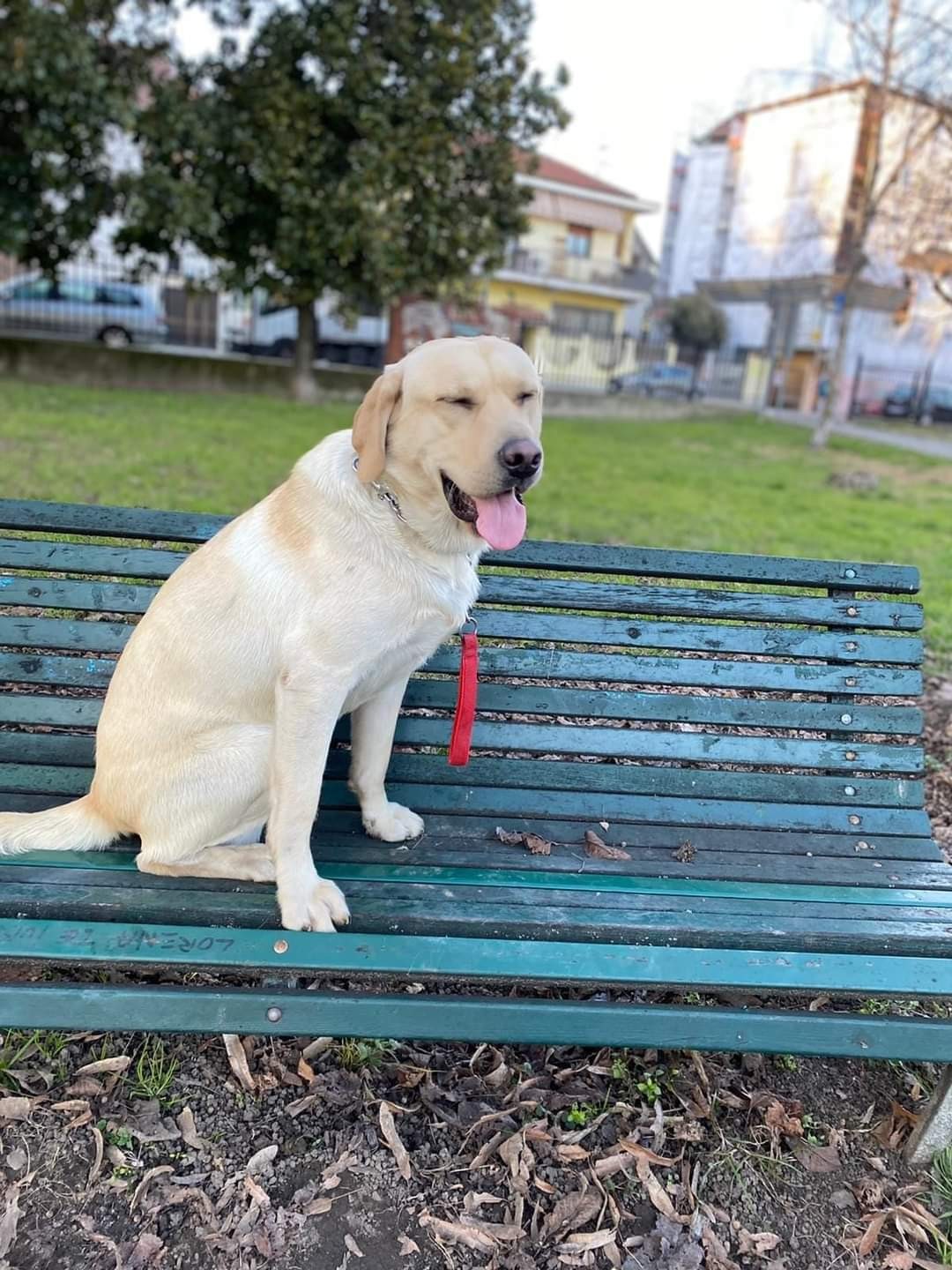 LABRADOR MUSO DOLCE CERCA ADOZIONE 