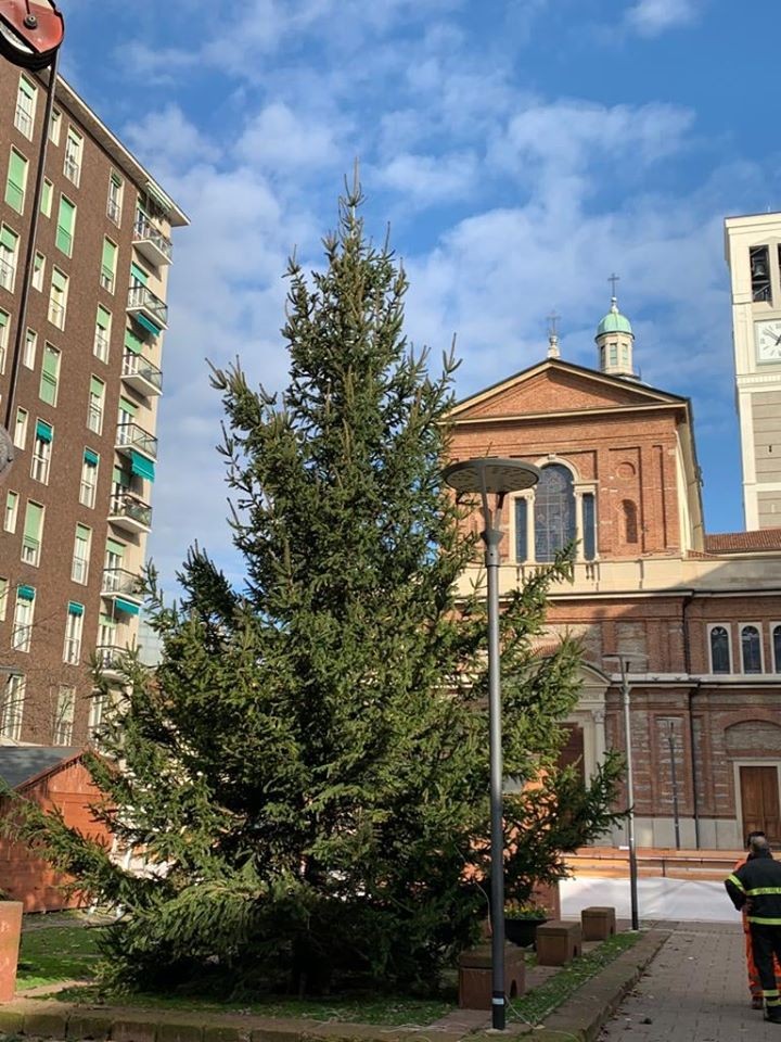 Sesto - Piazza Petazzi anche per il Natale 2019 è arrivato l'albero.