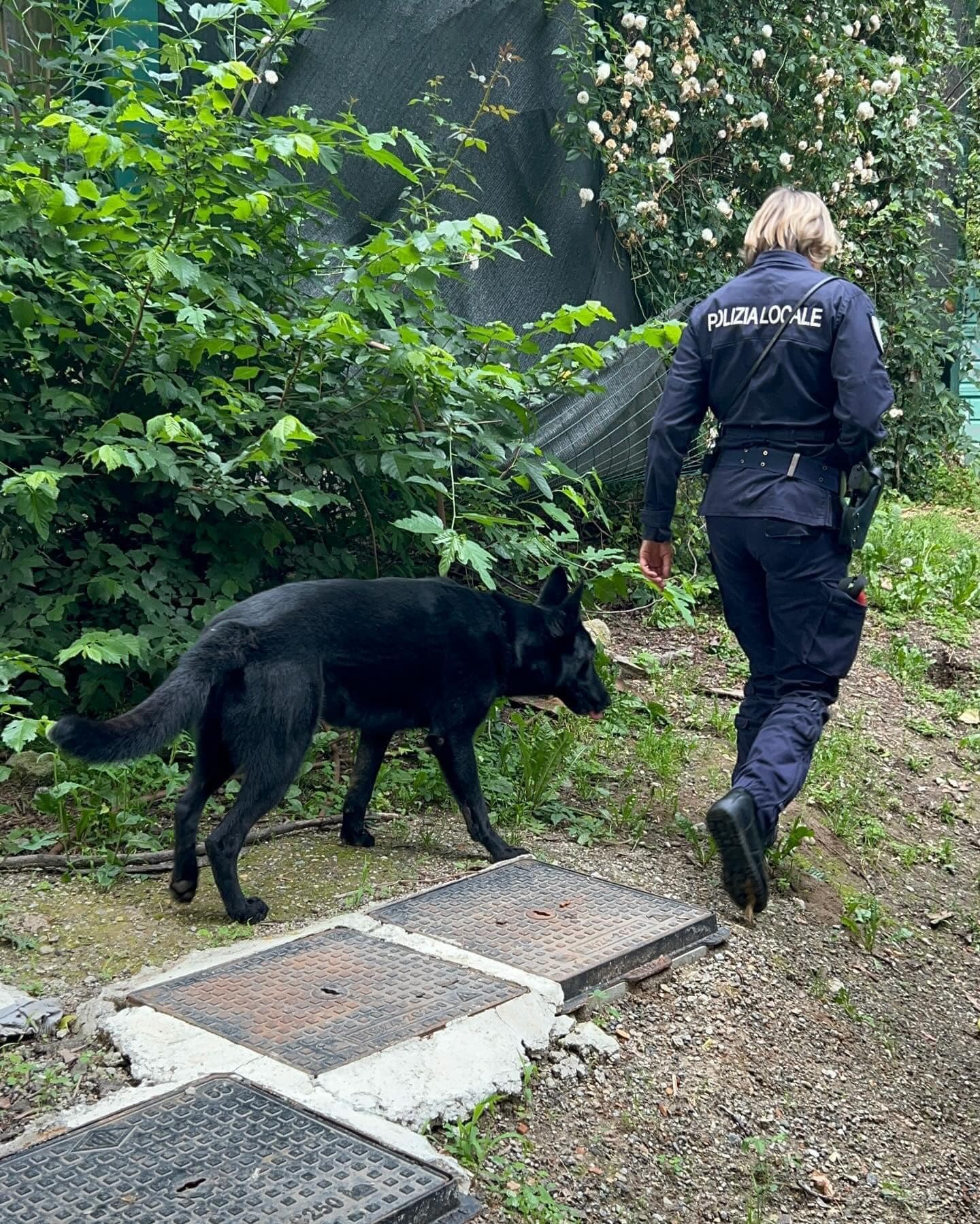 MAXI OPERAZIONE DELLA POLIZIA LOCALE CON I CANI ANTIDROGA