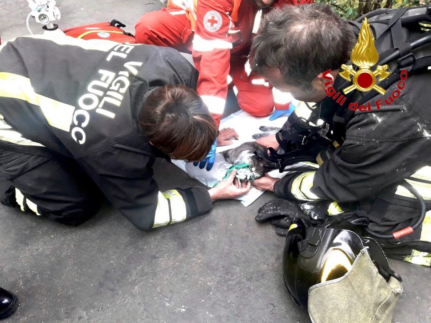 Sesto - Pompieri rianimano un gatto intossicato da incendio.
