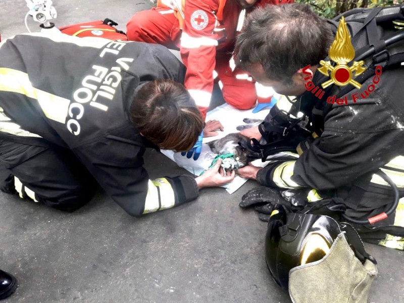 Sesto - Pompieri rianimano un gatto intossicato da incendio.
