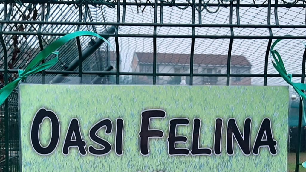 OASI FELINA, COMUNE VINCE BANDO, IN ARRIVO FINANZIAMENTO DI 15.000 EURO